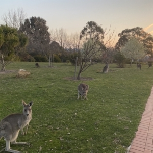 Macropus giganteus at Stromlo, ACT - 13 Sep 2023 06:03 PM