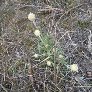 Leucochrysum albicans subsp. tricolor at Stromlo, ACT - 13 Sep 2023 06:02 PM