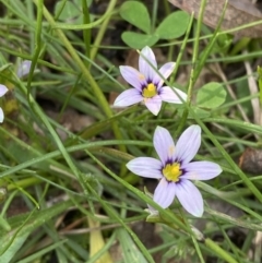 Romulea minutiflora at Garran, ACT - 13 Sep 2023