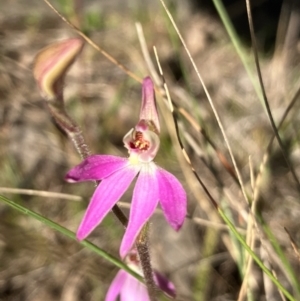 Caladenia carnea at Hall, ACT - 18 Sep 2023