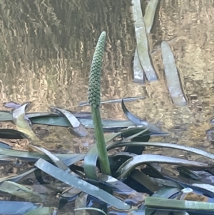 Cycnogeton procerum at Tarago, NSW - 17 Sep 2023