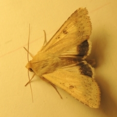 Helicoverpa punctigera (Native Budworm) at Pollinator-friendly garden Conder - 11 Sep 2023 by michaelb