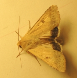 Helicoverpa punctigera at Conder, ACT - 11 Sep 2023 08:11 PM