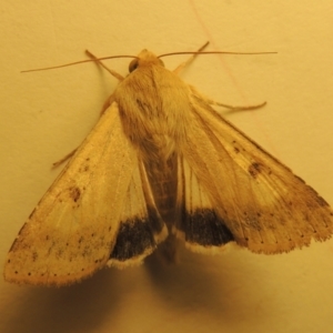 Helicoverpa punctigera at Conder, ACT - 11 Sep 2023 08:11 PM