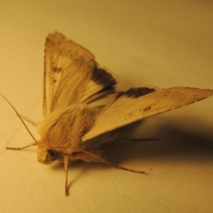 Helicoverpa punctigera at Conder, ACT - 11 Sep 2023 08:11 PM