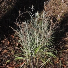 Senecio quadridentatus (Cotton Fireweed) at Tuggeranong Hill - 17 Sep 2023 by michaelb