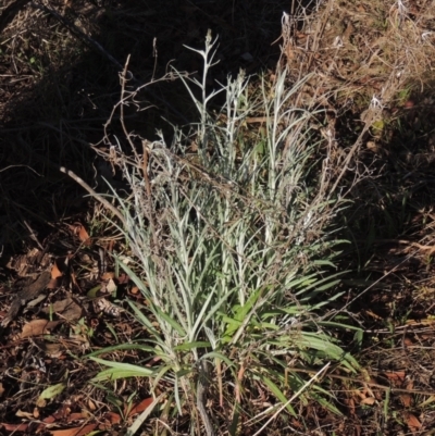 Senecio quadridentatus (Cotton Fireweed) at Conder, ACT - 17 Sep 2023 by michaelb