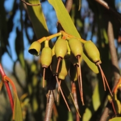 Amyema miquelii (Box Mistletoe) at Tuggeranong Hill - 17 Sep 2023 by michaelb