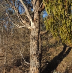 Amyema miquelii at Conder, ACT - 17 Sep 2023 05:11 PM