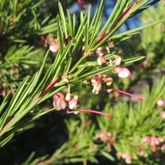 Grevillea rosmarinifolia subsp. rosmarinifolia (Rosemary Grevillea) at Tuggeranong Hill - 17 Sep 2023 by michaelb