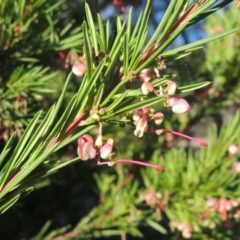 Grevillea rosmarinifolia subsp. rosmarinifolia (Rosemary Grevillea) at Conder, ACT - 17 Sep 2023 by MichaelBedingfield