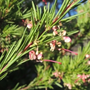 Grevillea rosmarinifolia subsp. rosmarinifolia at Conder, ACT - 17 Sep 2023 05:08 PM