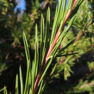 Grevillea rosmarinifolia subsp. rosmarinifolia at Conder, ACT - 17 Sep 2023