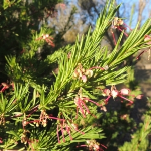 Grevillea rosmarinifolia subsp. rosmarinifolia at Conder, ACT - 17 Sep 2023 05:08 PM