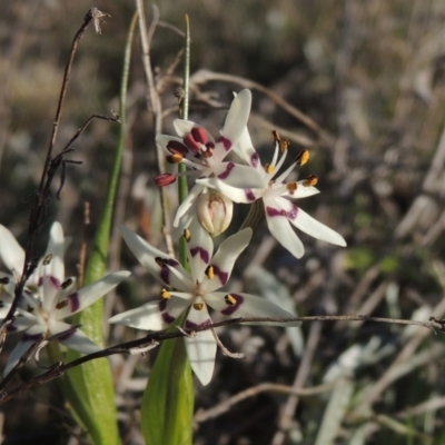Wurmbea dioica subsp. dioica (Early Nancy) at Tuggeranong Hill - 17 Sep 2023 by michaelb