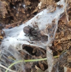 Paraembolides sp. (genus) at Tinderry, NSW - 18 Sep 2023