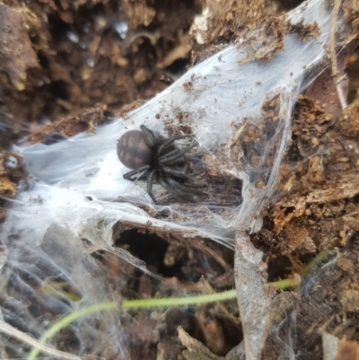 Paraembolides sp. (genus) (A funnel-web spider) at Tinderry, NSW - 18 Sep 2023 by danswell