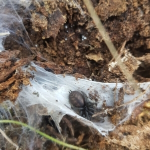 Paraembolides sp. (genus) at Tinderry, NSW - 18 Sep 2023