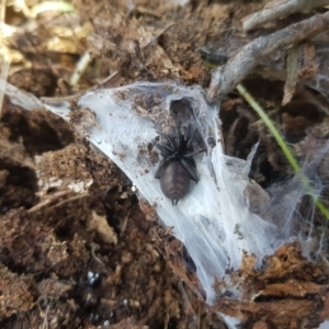 Paraembolides sp. (genus) at Tinderry, NSW - 18 Sep 2023