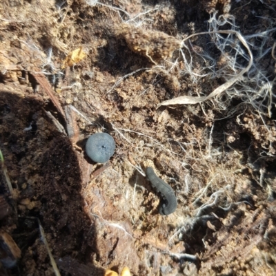 Unidentified Velvet worm or Peripatus (Onychophora) at Tinderry, NSW - 18 Sep 2023 by danswell