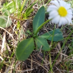 Brachyscome decipiens (Field Daisy) at Mt Holland - 18 Sep 2023 by danswell