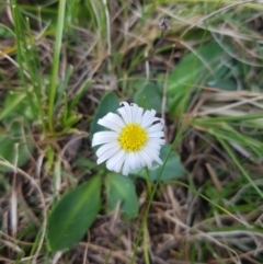 Brachyscome decipiens at Tinderry, NSW - 18 Sep 2023