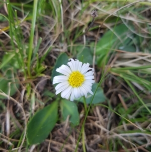 Brachyscome decipiens at Tinderry, NSW - 18 Sep 2023