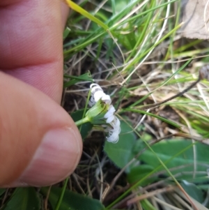 Brachyscome decipiens at Tinderry, NSW - 18 Sep 2023