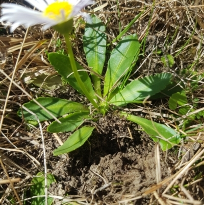 Brachyscome decipiens (Field Daisy) at Tinderry, NSW - 18 Sep 2023 by danswell