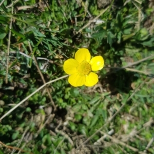 Ranunculus lappaceus at Tinderry, NSW - 18 Sep 2023