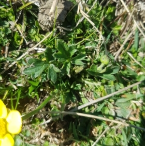 Ranunculus lappaceus at Tinderry, NSW - 18 Sep 2023