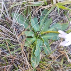 Brachyscome decipiens (Field Daisy) at Burnt School Nature Reserve - 18 Sep 2023 by danswell