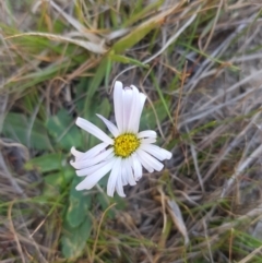 Brachyscome decipiens at Tinderry, NSW - 18 Sep 2023