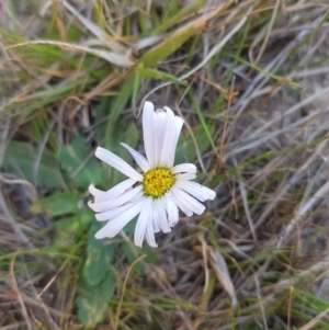 Brachyscome decipiens at Tinderry, NSW - 18 Sep 2023