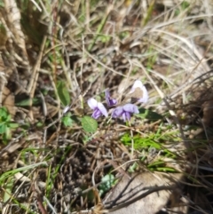 Hovea heterophylla (Common Hovea) at Burnt School Nature Reserve - 18 Sep 2023 by danswell