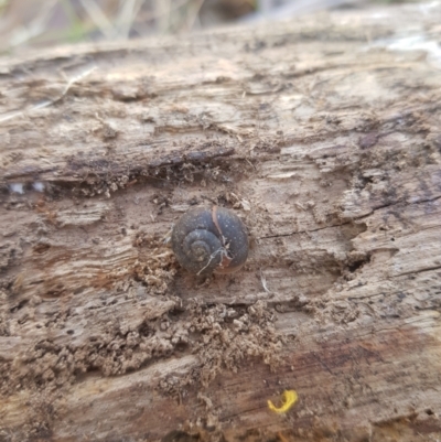 Austrochloritis (Genus) (Undescribed Austrochloritis species) at Tinderry, NSW - 18 Sep 2023 by danswell