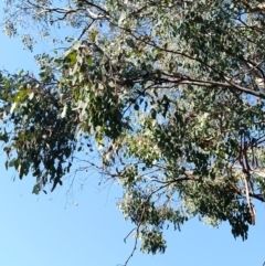 Eucalyptus polyanthemos (Red Box) at Greenleigh, NSW - 18 Sep 2023 by LyndalT