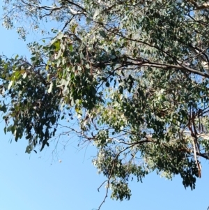 Eucalyptus polyanthemos at Greenleigh, NSW - 18 Sep 2023 03:01 PM