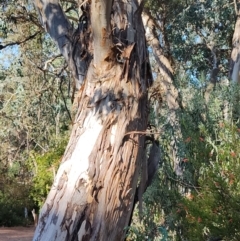 Eucalyptus polyanthemos at Greenleigh, NSW - 18 Sep 2023 03:01 PM