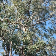 Eucalyptus polyanthemos at Greenleigh, NSW - 18 Sep 2023 03:01 PM