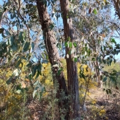 Eucalyptus macrorhyncha at Greenleigh, NSW - 18 Sep 2023