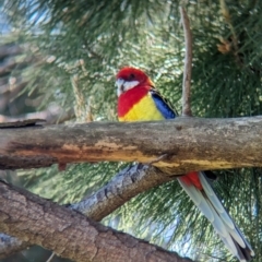 Platycercus eximius (Eastern Rosella) at Sullivans Creek, Lyneham North - 16 Sep 2023 by Darcy