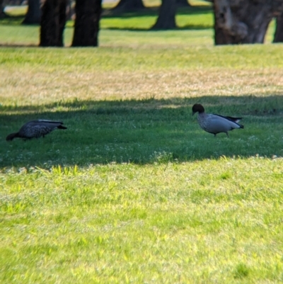 Chenonetta jubata (Australian Wood Duck) at Sullivans Creek, Lyneham North - 16 Sep 2023 by Darcy