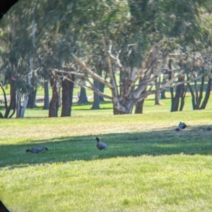 Chenonetta jubata at Lyneham, ACT - 16 Sep 2023