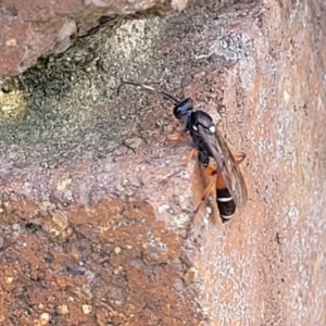 Ichneumon promissorius at Lyneham, ACT - 18 Sep 2023