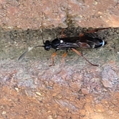 Ichneumon promissorius at Lyneham, ACT - 18 Sep 2023 03:12 PM