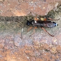 Ichneumon promissorius at Lyneham, ACT - 18 Sep 2023 03:12 PM