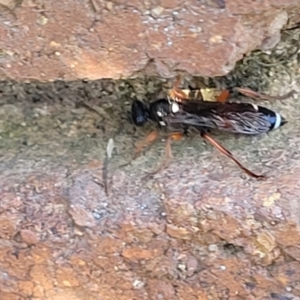 Ichneumon promissorius at Lyneham, ACT - 18 Sep 2023 03:12 PM