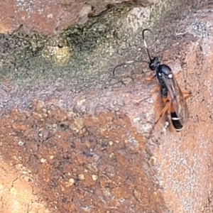 Ichneumon promissorius at Lyneham, ACT - 18 Sep 2023 03:12 PM