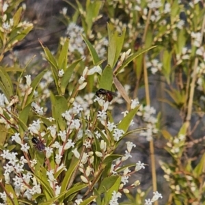 Exoneura sp. (genus) at Captains Flat, NSW - 18 Sep 2023